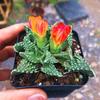 Combinación de Plantas Suculentas Benlong Zhaobo Apricotaceae Escritorio de Oficina Flor Maceta Suculenta en Floración Capullos
