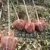 Mudas de Macieira Diamante Negro de Peça Única para Dropshipping, para Plantio em Quintais do Norte e do Sul, Plantas em Vasos, Mudas Enxertadas de Frutas Extra-Grandes Anãs