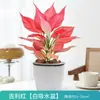 Planta Ruyi Reina Geely Roja en Maceta Absorbe Formaldehído en la Oficina, Planta Verde Pequeña, Planta Hidropónica Perezosa, Fácil de Cultivar y Sobrevivir