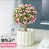 Suculenta Forma de Paleta de Caramelo Rama Dorada Hoja de Jade, Florece Todo el Año, Planta Verde de Interior Balcón, Planta de Flor en Maceta