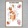 Estructura Promocional Diagrama Sistema Diagrama Esquemático Anatomía Médica Órganos Humanos Cartel de Pared Corazón Órganos Internos Hospital Cuerpo Humano