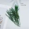Flores Secas Naturales Flores de Acacia Flores de Mariposa Conservadas Hojas de Eucalipto Manzana Aroma Verde Incienso Hoja de Jade Material de Hoja Hecho a Mano DIY Fruta