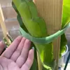 Cinta mágica para trepar plantas verdes, cinta de jardín con fuerte adhesivo de doble cara, utilizada para atar, soportar y arreglos florales
