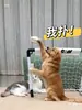 Juguete para Mascotas Pelota Juego Portería de Fútbol para Gatos y Perros, Entrenamiento Universal y Autoentretenimiento Interactivo para Aliviar el Aburrimiento, No Requiere Instalación, Consume Energía