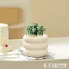 Plantas suculentas, plantas pequeñas de interior en maceta, cactus de mesa para sala de estar, plantas verdes, flores de vivero, fáciles de cuidar durante todo el año