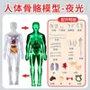 Ventas Directas de Fábrica Modelo del Cuerpo Humano Juguetes para Niños Ciencia Cognitiva Stem Rompecabezas Educativo Ensamblaje de Órganos Estructura Ósea del Esqueleto