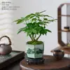 Fornecido diretamente pelo fabricante: Árvore da Fortuna planta verde em vaso, bonsai de árvore da fortuna estilo Zen, fácil de manter na mesa, planta verde com floração nas quatro estações