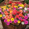 Sementes de Girassol de Pétalas Duplas para Jardins de Quintal, Flores em Vasos para Varanda, Sementes de Cores Misturadas para Plantas em Vasos que Florescem o Ano Todo em Ambientes Internos e Externos