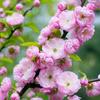 Dropshipping Flor de Ameixeira em Vaso Tronco Velho Ameixeira Vermelha e Wintersweet Mudas de Bonsai Florais Plantas Resistentes ao Frio Interior Varanda Pátio