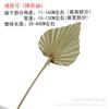 [Hoja grande de Cattleya flor seca] Hoja de Cattleya abanico solar hoja de palmera espacio de boda modelado estético hoja de Cattleya flor seca