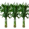 Flores Hidropônicas de Bambu da Sorte, Plantas Hidropônicas de Bambu da Sorte, Plantas em Vasos, Plantas de Guanyin, Purificação do Ar de Ambientes Internos o Ano Todo