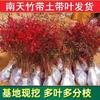 Dropshipping Flame Nandina - Plantas jóvenes en macetas antiguas para sala de estar, plantas verdes para patio interior y exterior, de pie, fáciles de mantener y resistentes al calor.
