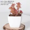 Bonsái de Plástico Artificial Carnoso Decoración de Flores Artificiales Bonsái Interior Hogar Oficina Planta Verde Pequeños Adornos Plantas Artificiales
