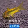Peixe Ornamental Limpador Musgo Dourado Vivo Tanque de Peixes Ferramenta de Limpeza Peixe Rato de Água Doce Pequeno Tropical Animal de Estimação