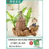 Madera Brasileña con Brotes, Árbol de la Suerte Cultivado en Agua, Puede Florecer, Planta de Árbol Mini Groot, Planta Verde Hidropónica de Escritorio para Interiores en Maceta
