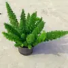Planta de Boj Verde Brillante en Forma de Cono para Patio Balcón Macizos de Flores, una Planta de Capa Media que es Perenne Todo el Año, Resistente al Calor y al Frío, y Tiene una Forma Hermosa