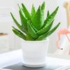 Aloe Vera en Maceta Interior Eliminación de Formaldehído Purificador de Aire Planta Verde Escritorio de Oficina Suculenta Fácil de Cultivar Flores y Cactus Todo el Año