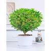 Dropshipping Perfume Flor de Milán Planta Verde en Maceta Planta de Flor de Interior Sala de Estar Balcón Planta de Floración de Cuatro Estaciones Jazmín