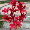 Oferta Especial Tema Rojo Grande Boda Flor Artificial Al Por Mayor Nuevo Estilo Chino Borgoña Flor de Guía de Camino Base de Fila de Flores Artificiales