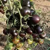 Colección Wholesale del Fabricante de Semillas de Verduras para Cuatro Estaciones para Huertos Caseros, Verduras en Macetas de Balcón, Semillas de Frutas y Semillas de Verduras Hidropónicas