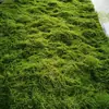 Grama Artificial com Flocagem Pedra Gramado Musgo Pedra Bonsai Planta Musgo