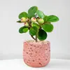 Planta Verde Pequeña en Maceta con Frutos, Maceta de Cerámica Árbol Bodi, Adorno de Escritorio Estilo Zen Chino, Fácil de Cuidar