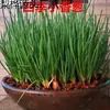 Cebolas Vermelhas Frescas, Cebolas Desidratadas, Cebolas Pequenas, Cebolinhas, Cebolas Aromáticas de Fazendas de Sichuan, Frete Grátis, Exportação