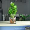 Plantas de Interior em Vaso com Folhas Verdes: Pothos, Menta, Planta Cobra, Árvore do Dinheiro, Jasmim e Outras Combinações de Plantas Verdes