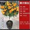 Rosa de alto grado con forma de árbol, retoño, tocón de árbol, rosa alta, flor de rosa, cuatro estaciones, floración, balcón, patio, plantas verdes en maceta