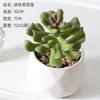 Planta suculenta de simulación, venta al por mayor, decoraciones de plantas verdes, cactus, decoración de interiores para oficina, pequeños adornos, combinación de bonsái