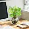 Planta de Musgo Hidropônico Elfo Verde em Vaso Planta de Escritório Criativa Beleza Vermelha Rosa Novidade Fácil de Cuidar Folhas Coloridas Alocasia