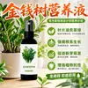 Solução Nutricional Específica para Árvore da Fortuna Mudas em Vasos Plantas Amareladas Raiz Podre Fertilizante Específico Hidropônico para Árvore da Fortuna