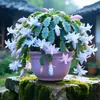 Planta en maceta de orquídea garra de cangrejo multicolor con capullos, tallo maduro exquisito de doble pétalo, una planta verde en floración que florece todo el año y es fácil de cuidar en interiores