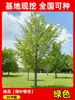 Envío directo de plantones de ginkgo con hojas verde doradas tempranas, adecuados para plantar en patios y villas, se pueden cultivar tanto en el norte como en el sur, grandes árboles ornamentales paisajísticos en macetas