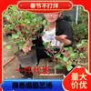 Dropshipping Plantones de Morera Injertados a Taiwán Todo el Año Morera de Fruto Largo Hoja Grande Árbol de Morera para Gusanos de Seda Norte y Sur Maceta Plantación en Tierra