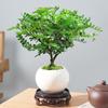 Madera de Pimienta Fragante Maceta Mini Planta Repelente de Mosquitos Flor de Interior Sala de Estar Oficina Escritorio Planta Verde Pequeña Fácil de Mantener