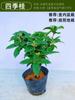 Un retoño de osmanthus, grandes flores de osmanthus de cuatro estaciones, elixir dorado del alto poste nativo del patio de agosto, pabellón Tianxiang Shen
