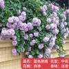 Plántulas de rosa, enredaderas trepadoras, plantas de floración de cuatro estaciones, enredadera, rosa, flor en maceta, flor extra grande, exterior, balcón, plantas verdes