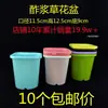 Vaso Quadrado para Suculenta Echeveria 'Hortula', Vaso de Plástico, Branco e Rosa