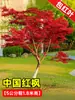 Dropshipping de mudas de bordo vermelho japonês, bonsai 'Dancing Princess' vermelho de quatro estações, folhas de bordo para pátio externo, plantas em vaso resistentes ao frio para paisagismo
