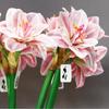 Alta qualidade simulação única clivia sala de estar mesa de jantar modelo decoração do quarto flor falsa flor de seda simulação flor Zhu Dinghong