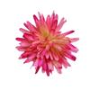 10cm Aguja de Pino Fuegos Artificiales Artificiales Crisantemo Pequeño Fresco Accesorios de Fotografía Flores de Seda Ventas Directas de Fábrica Decoración del Hogar Flores Artificiales