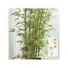 Instalações comerciais de bambu artificial, de 1,2m a 4,5m em vários tamanhos, adequadas para uso interno e externo em shoppings e showrooms.