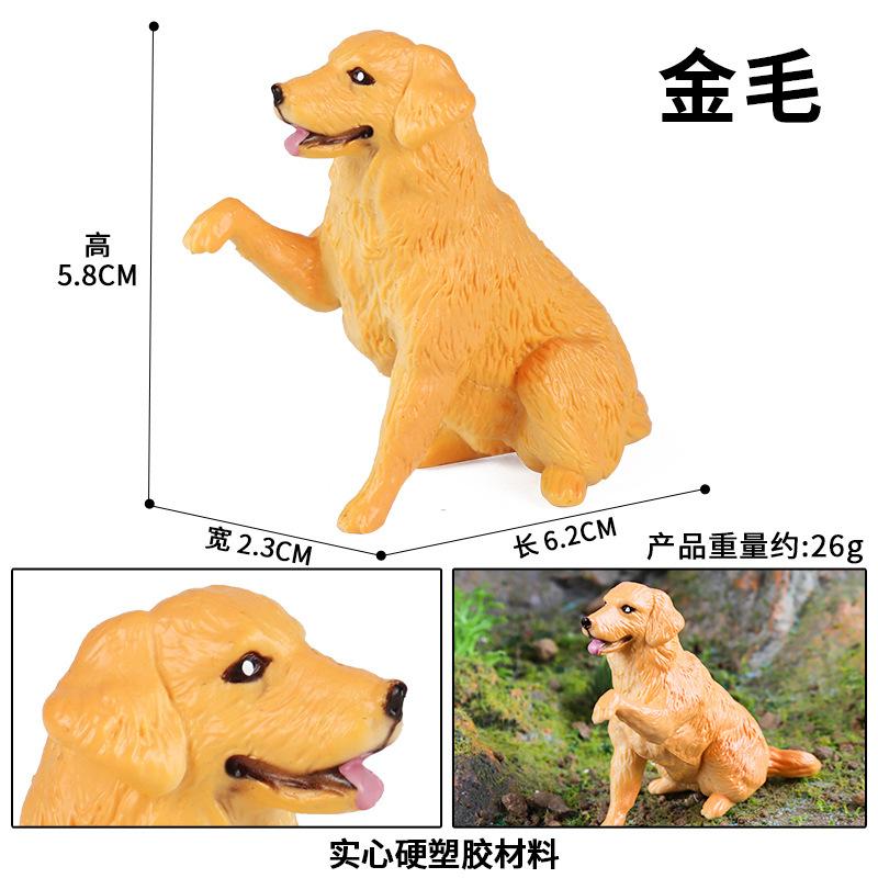 金毛