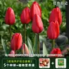 Tulipán Importado de Holanda Bulbos Grandes Flor de Cuatro Estaciones Cultivo Hidropónico en Tierra Semillas de Flores Resistentes al Frío Plantas Hidropónicas para Interior Balcón