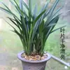 Dez Orquídeas Preciosas, Mudas Originais em Vasos Pretos, Orquídeas Resistentes ao Frio e Fáceis de Cultivar, Plantas Verdes de Interior Fortemente Perfumadas, Florais e Orquídeas