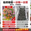 Semillas de Girasol de Doble Pétalo Florecen Todo el Año, Fáciles de Cultivar, Adecuadas para Jardines de Patio, Plantas en Maceta para Balcón, Semillas de Color Mixto para Uso en Interiores y Exteriores