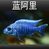 Peces Tropicales de Agua Dulce Vivos para Principiantes, Incluyendo Cíclidos, Peces Vivos con Envío Gratis