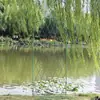 Suporte para planta trepadeira clematis estilo americano, tela de grade de ferro, suporte para flores de rosa, decoração de jardim externa estilo europeu