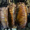 Costelas de Porco Curadas de Enshi, Hubei, uma Especialidade do Grupo Étnico Tujia, Defumadas com Lenha de Porcos Locais, Cortadas em Pedaços Sem Ossos Grandes